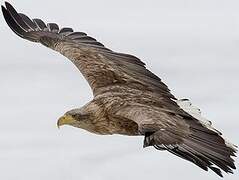 White-tailed Eagle