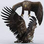 White-tailed Eagle