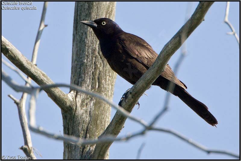 Common Grackle, identification