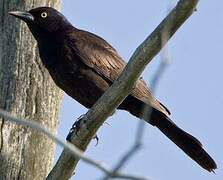 Common Grackle