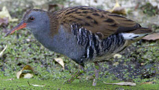 Water Rail