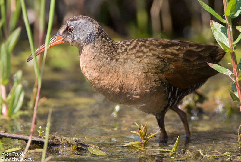 Râle de Virginieadulte, identification