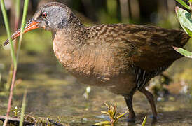 Virginia Rail