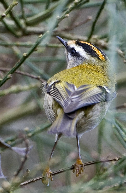 Common Firecrest, identification