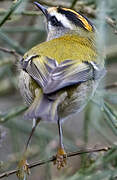 Common Firecrest