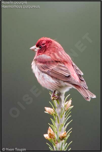 Purple Finch male, identification