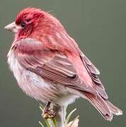 Purple Finch