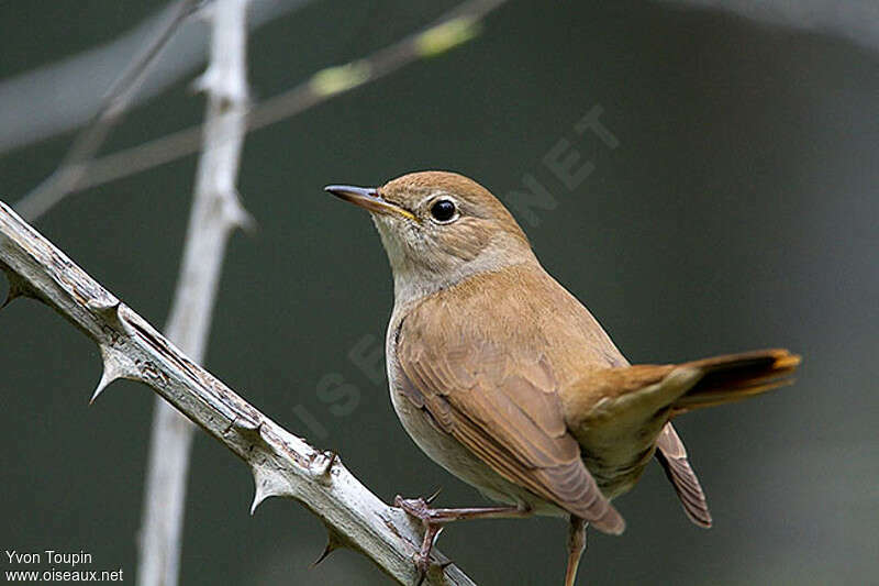 Rossignol philomèle mâle, identification