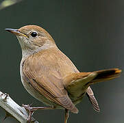 Common Nightingale