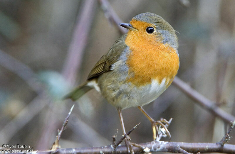 Rougegorge familier, identification