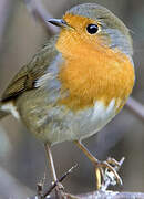 European Robin