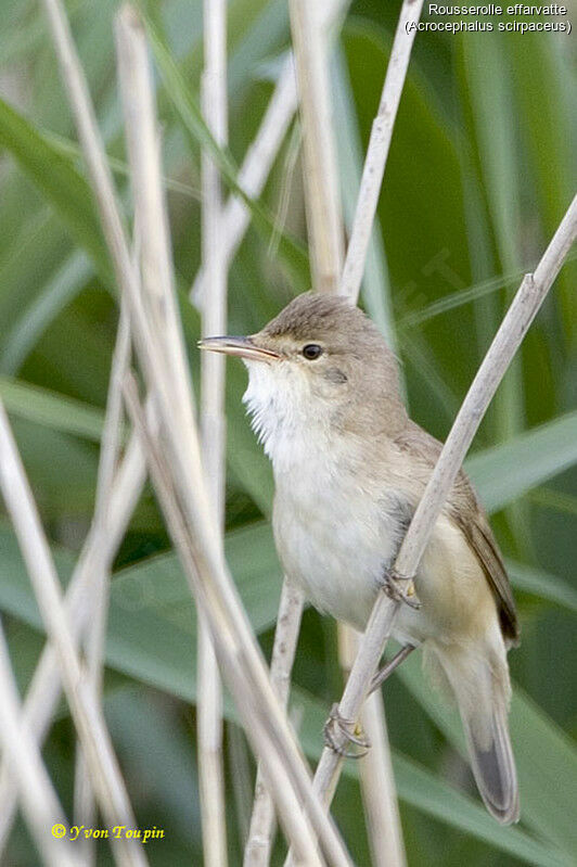 Rousserolle effarvatte, identification