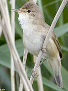 Eurasian Reed Warbler