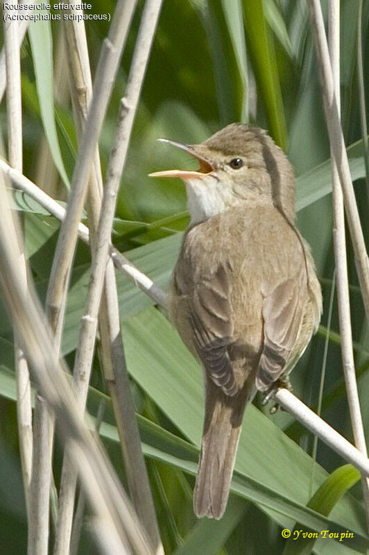 Rousserolle effarvatte, chant