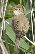 Common Reed Warbler