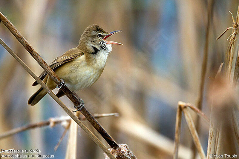 Great Reed Warbler male, identification, song, Behaviour