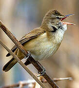 Great Reed Warbler