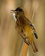 Great Reed Warbler