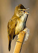 Great Reed Warbler