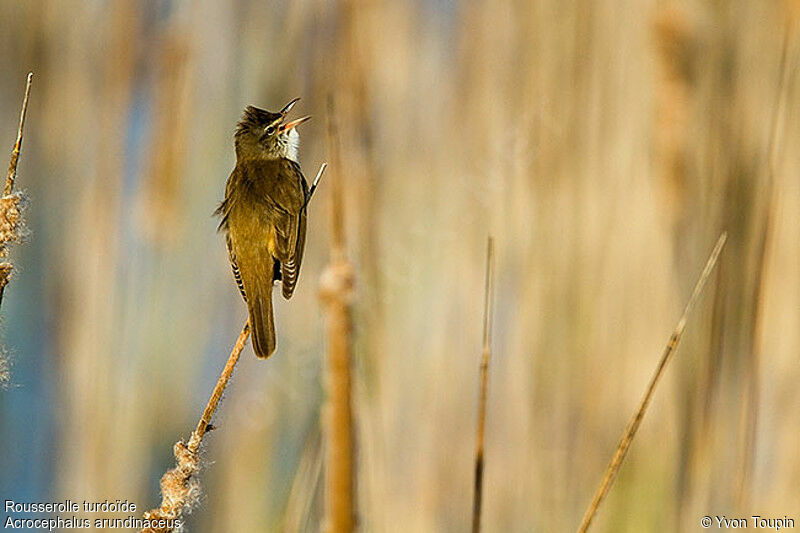 Great Reed Warbler male, identification, song, Behaviour