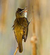 Great Reed Warbler