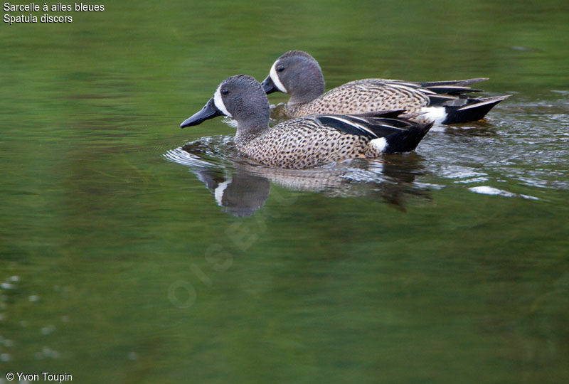 Blue-winged Teal