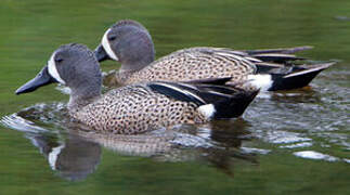 Blue-winged Teal