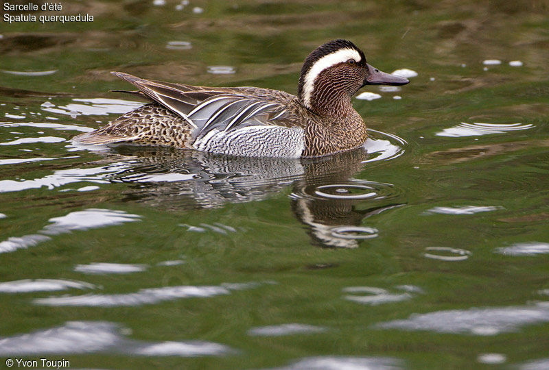 Garganey, identification