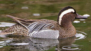 Garganey