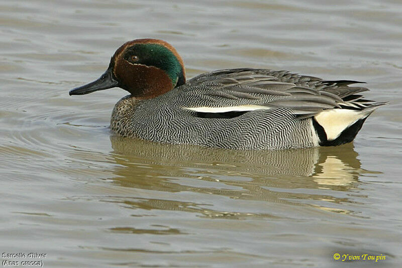 Sarcelle d'hiver, identification