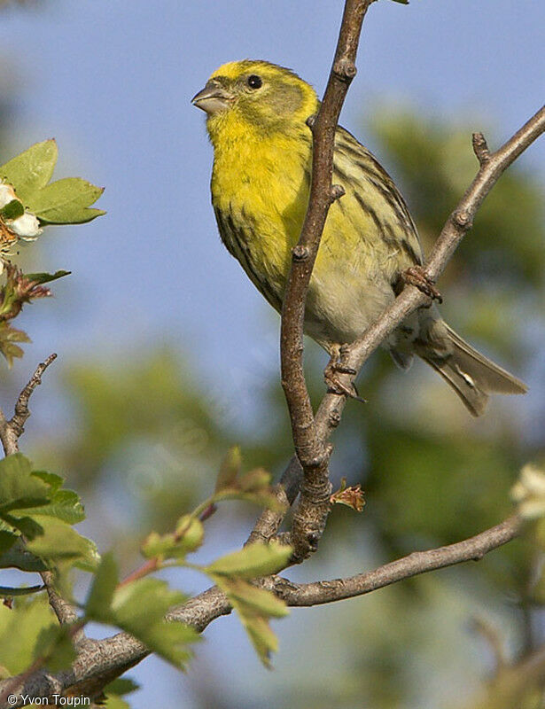 Serin cini, identification