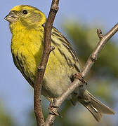 European Serin