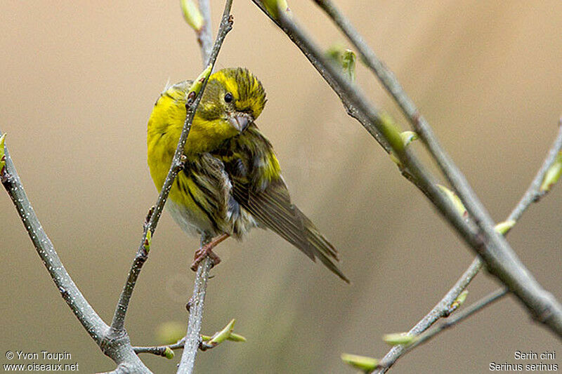 European Serin male, identification