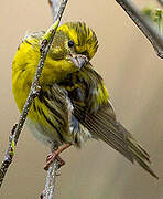 European Serin