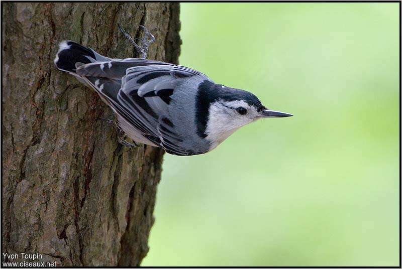 White-breasted Nuthatch, identification