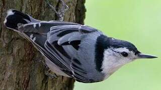 White-breasted Nuthatch