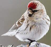 Common Redpoll