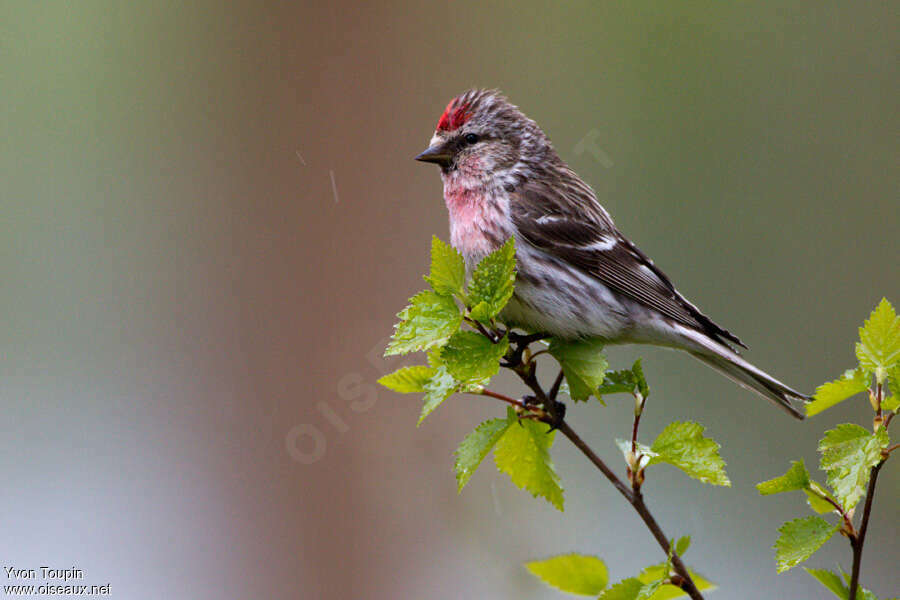 Common Redpoll male adult breeding, identification