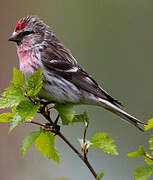 Common Redpoll