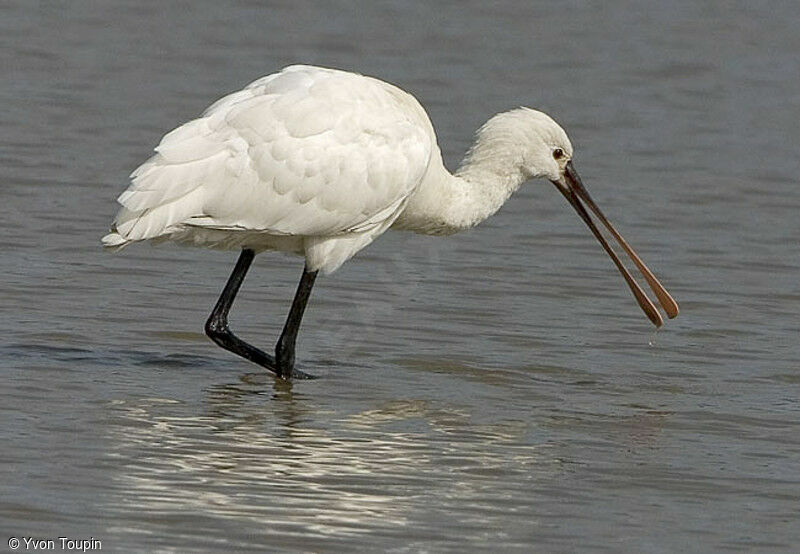 Eurasian Spoonbill, identification