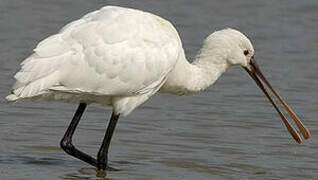 Eurasian Spoonbill