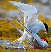 Arctic Tern