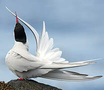 Arctic Tern