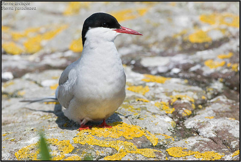 Arctic Tern