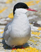 Arctic Tern