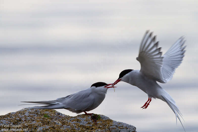 Arctic Ternadult, Flight, feeding habits, Reproduction-nesting, Behaviour