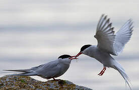 Arctic Tern