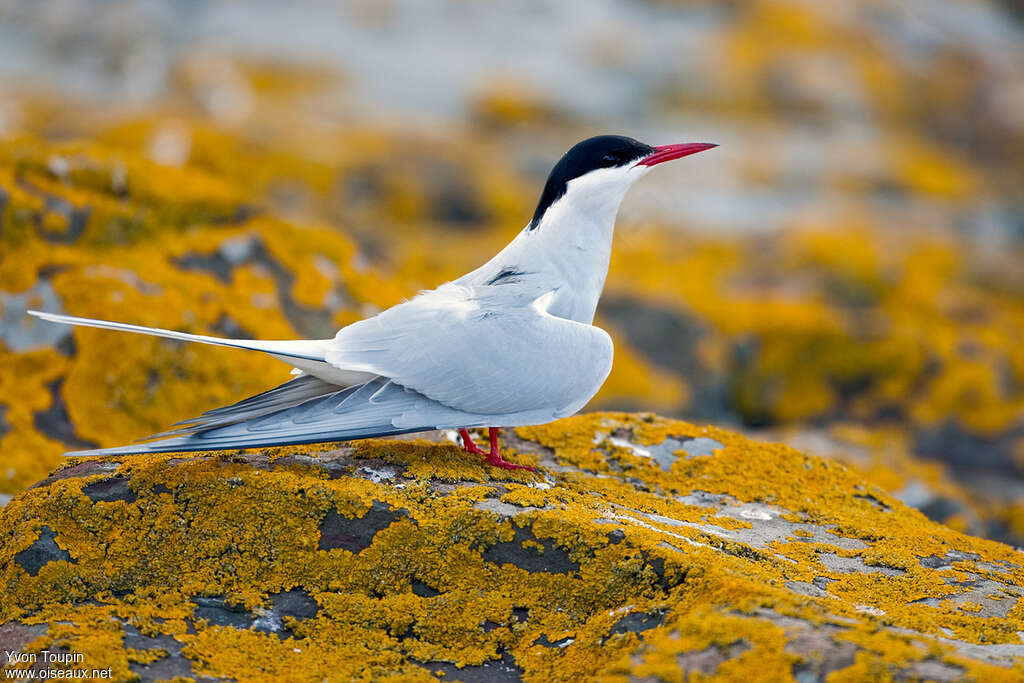 Arctic Ternadult breeding, identification