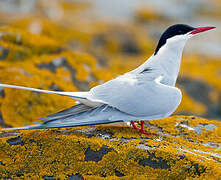 Arctic Tern