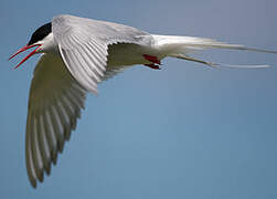 Arctic Tern